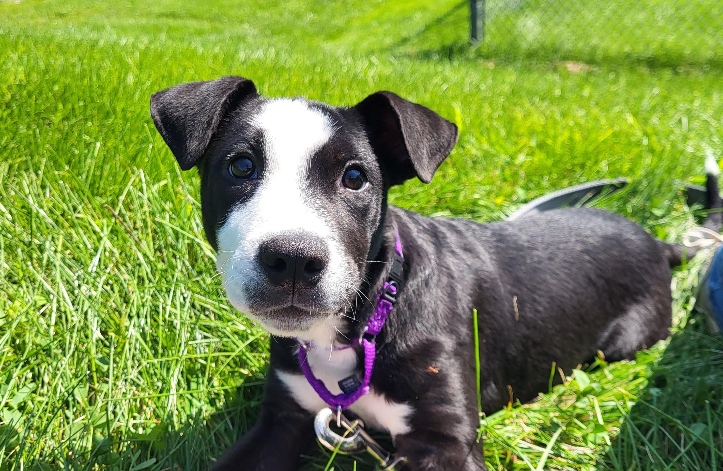 Enlarge Florrie, an adopted mixed breed in Grayslake, IL image 4/5