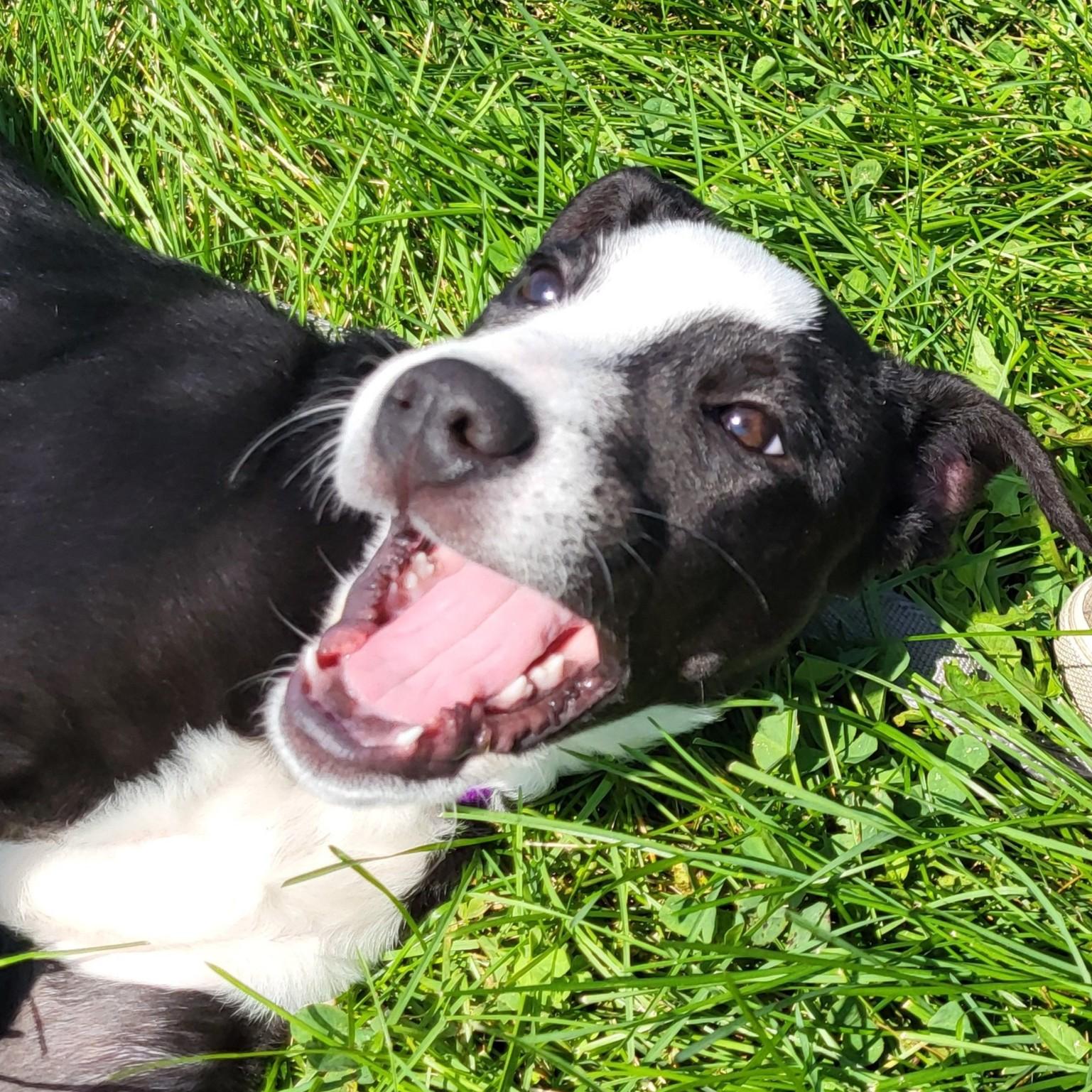 Enlarge Florrie, an adopted mixed breed in Grayslake, IL image 1/5