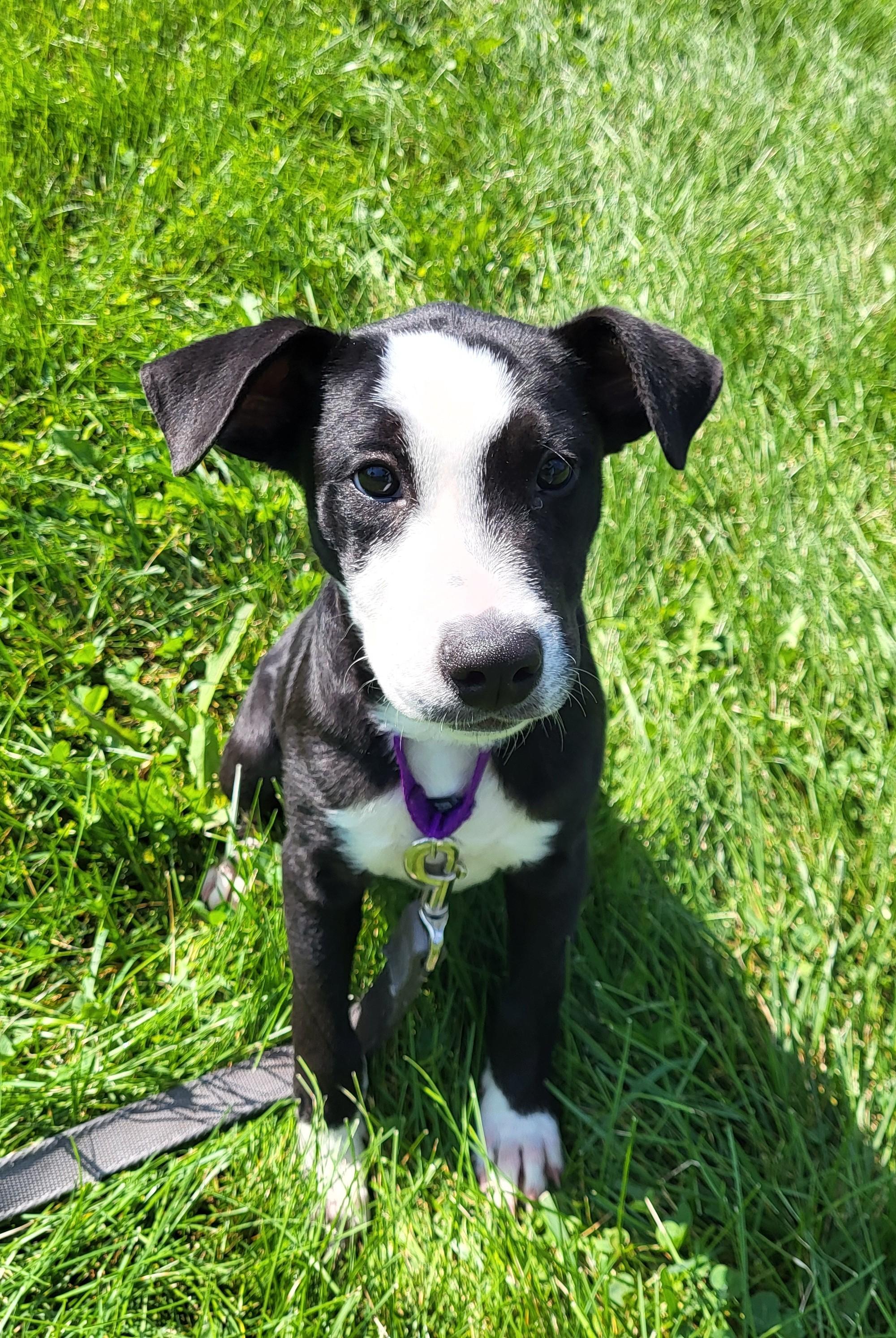 Enlarge Florrie, an adopted mixed breed in Grayslake, IL image 2/5