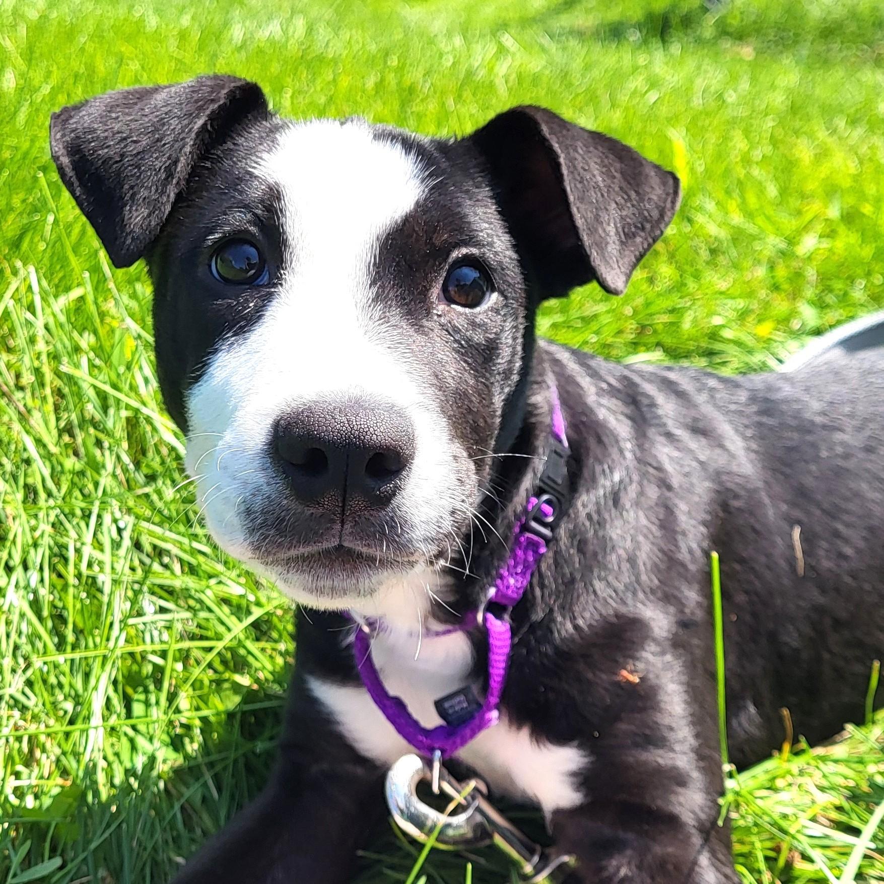 Enlarge Florrie, an adopted mixed breed in Grayslake, IL image 5/5