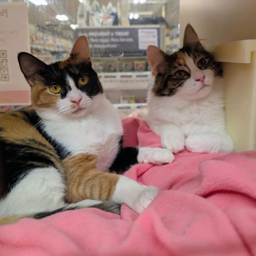Autumn and Marigold (Bonded Teen Kitten Sisters), Adoptable, Kitten Female Domestic Medium Hair.