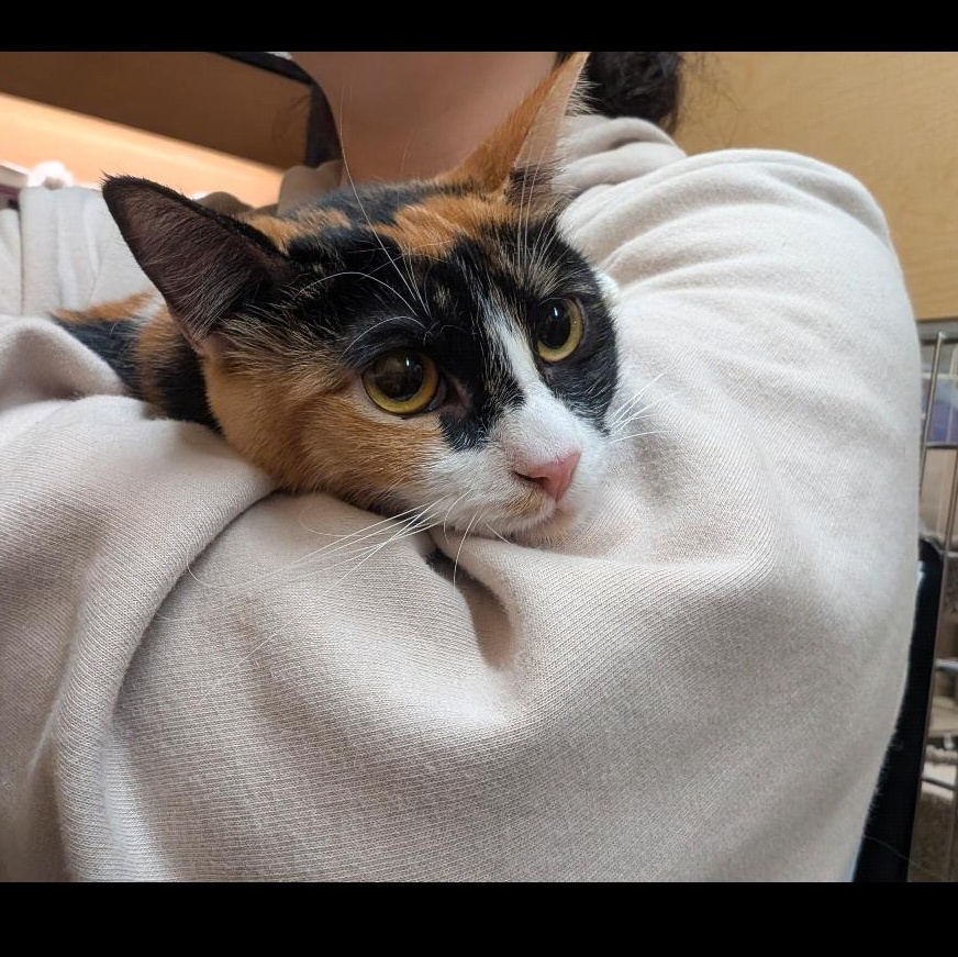 Autumn and Marigold (Bonded Teen Kitten Sisters), a Adoptable Domestic Medium Hair in San Francisco, CA image 5/5