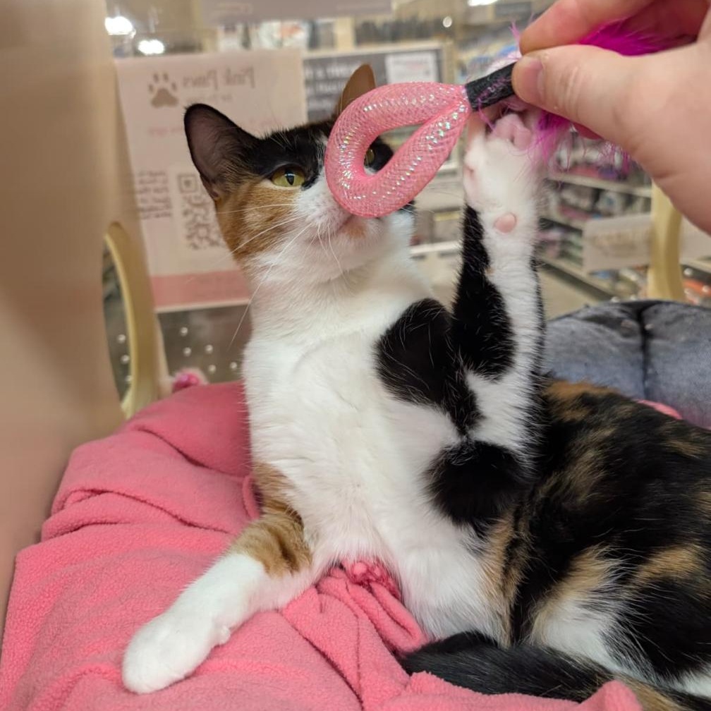 Autumn and Marigold (Bonded Teen Kitten Sisters), a Adoptable Domestic Medium Hair in San Francisco, CA image 2/5