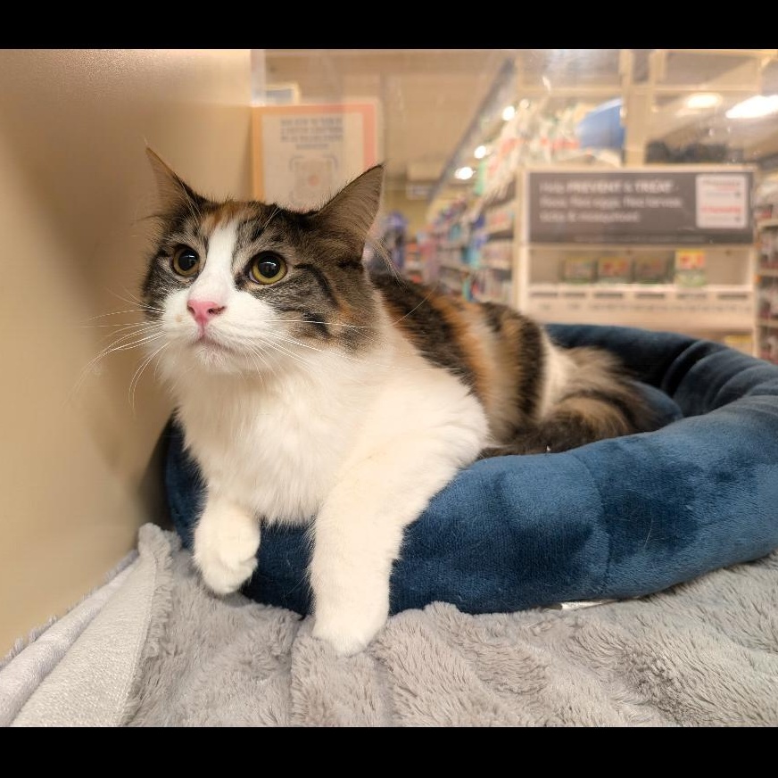 Autumn and Marigold (Bonded Teen Kitten Sisters), a Adoptable Domestic Medium Hair in San Francisco, CA image 3/5