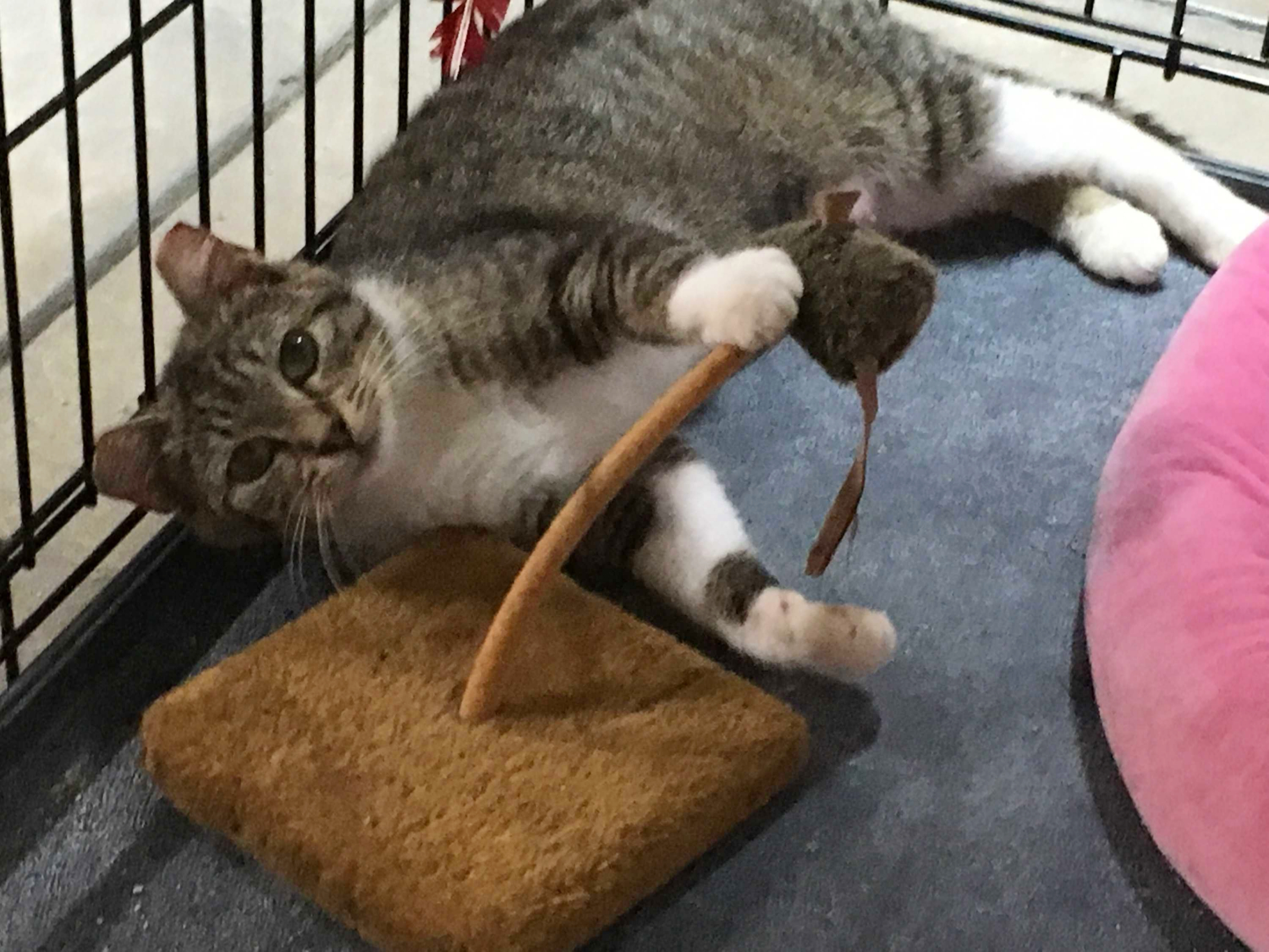 Ava, Adoptable, Adult Female Domestic Short Hair.