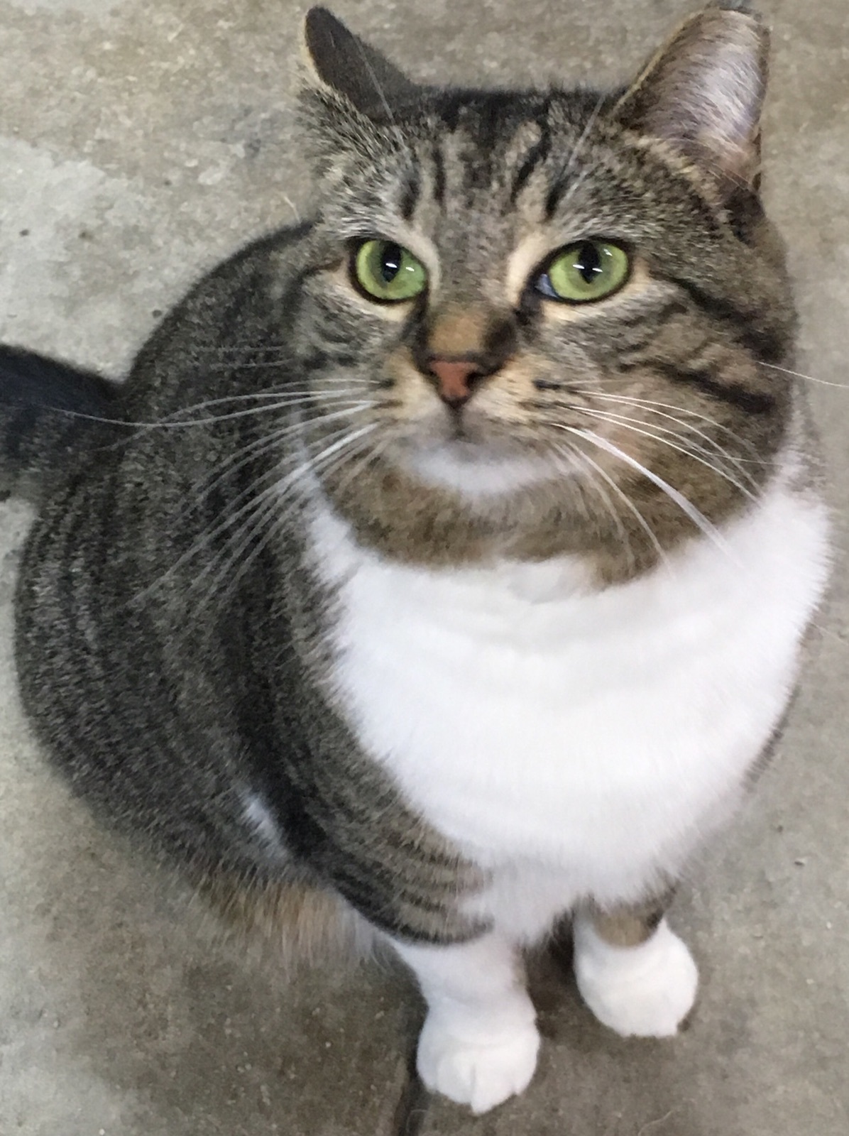 Enlarge Ava, a Adoptable Domestic Short Hair in Springfield, PA image 2/4