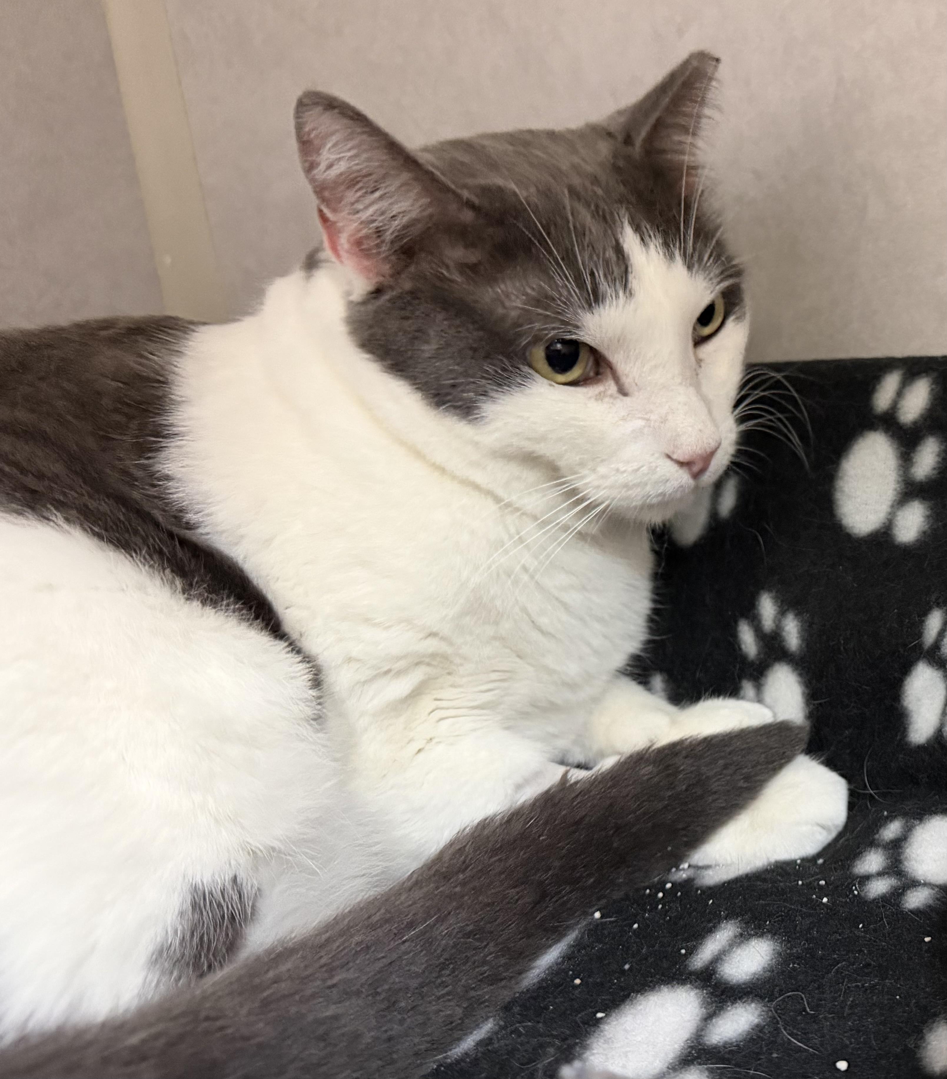 Enlarge Sammy, an adoptable mixed breed in Salem, NH image 3/4