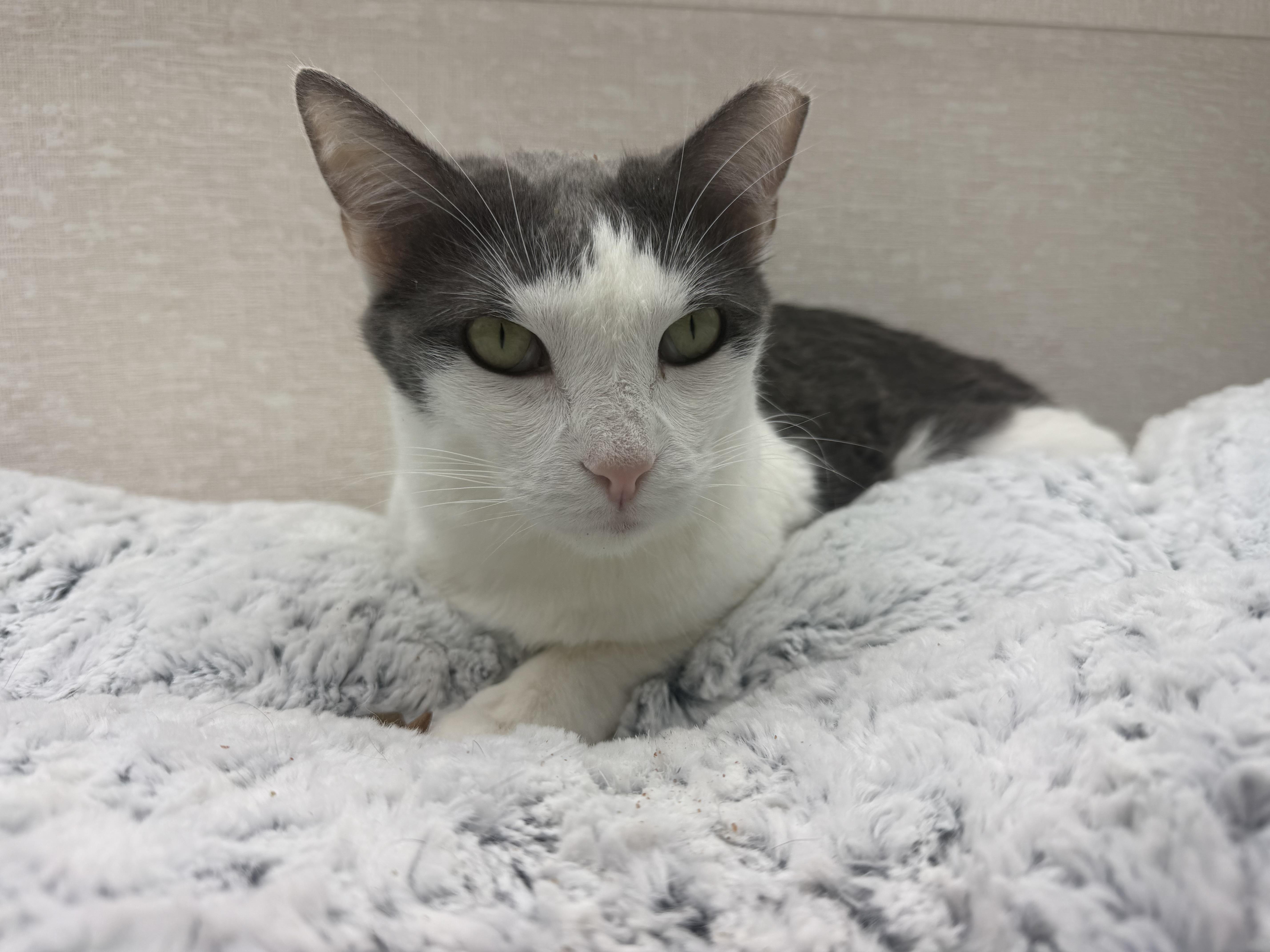 Enlarge Sammy, an adoptable mixed breed in Salem, NH image 2/4