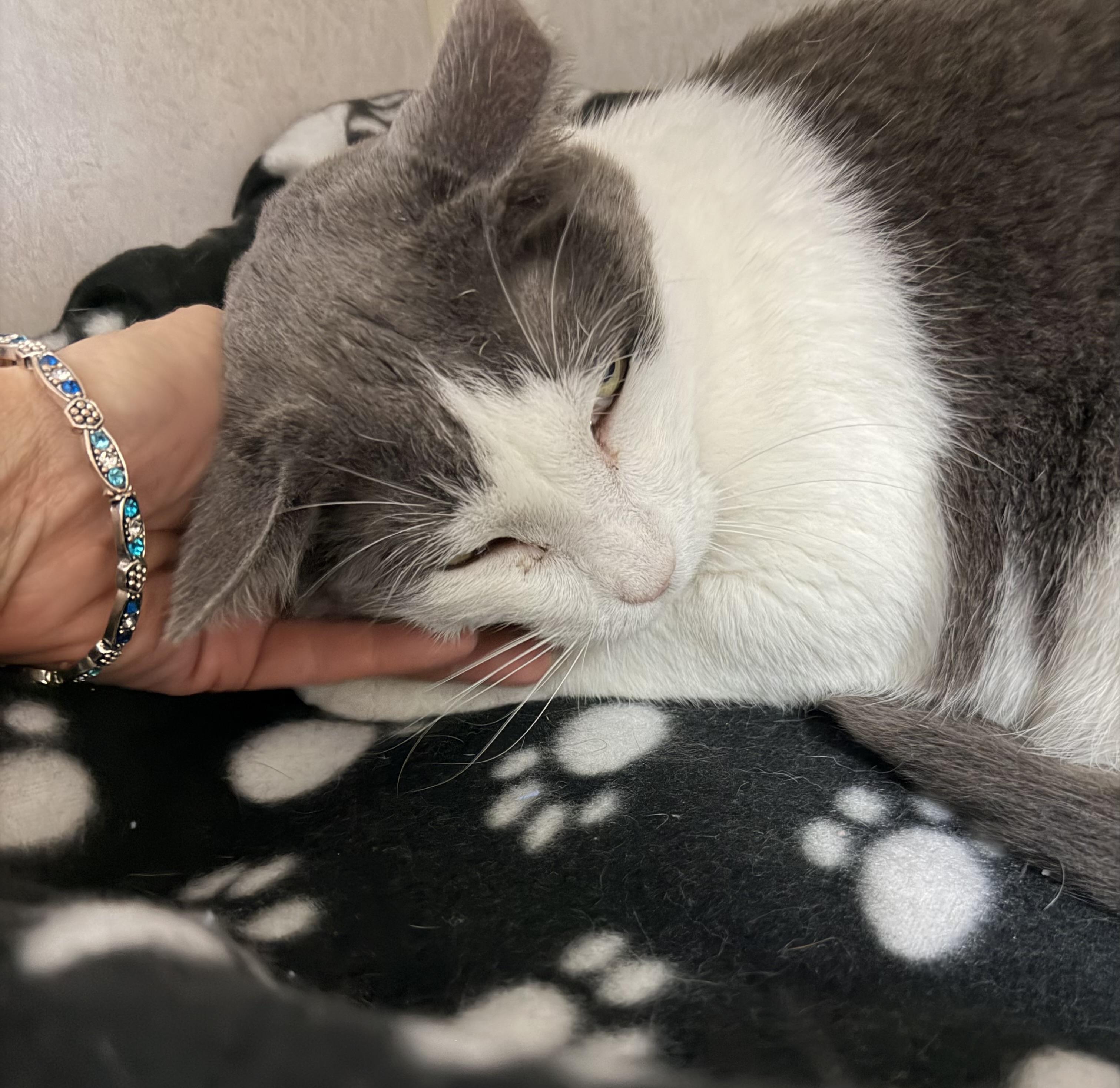 Sammy, adoptable, Adult Male Domestic Short Hair.