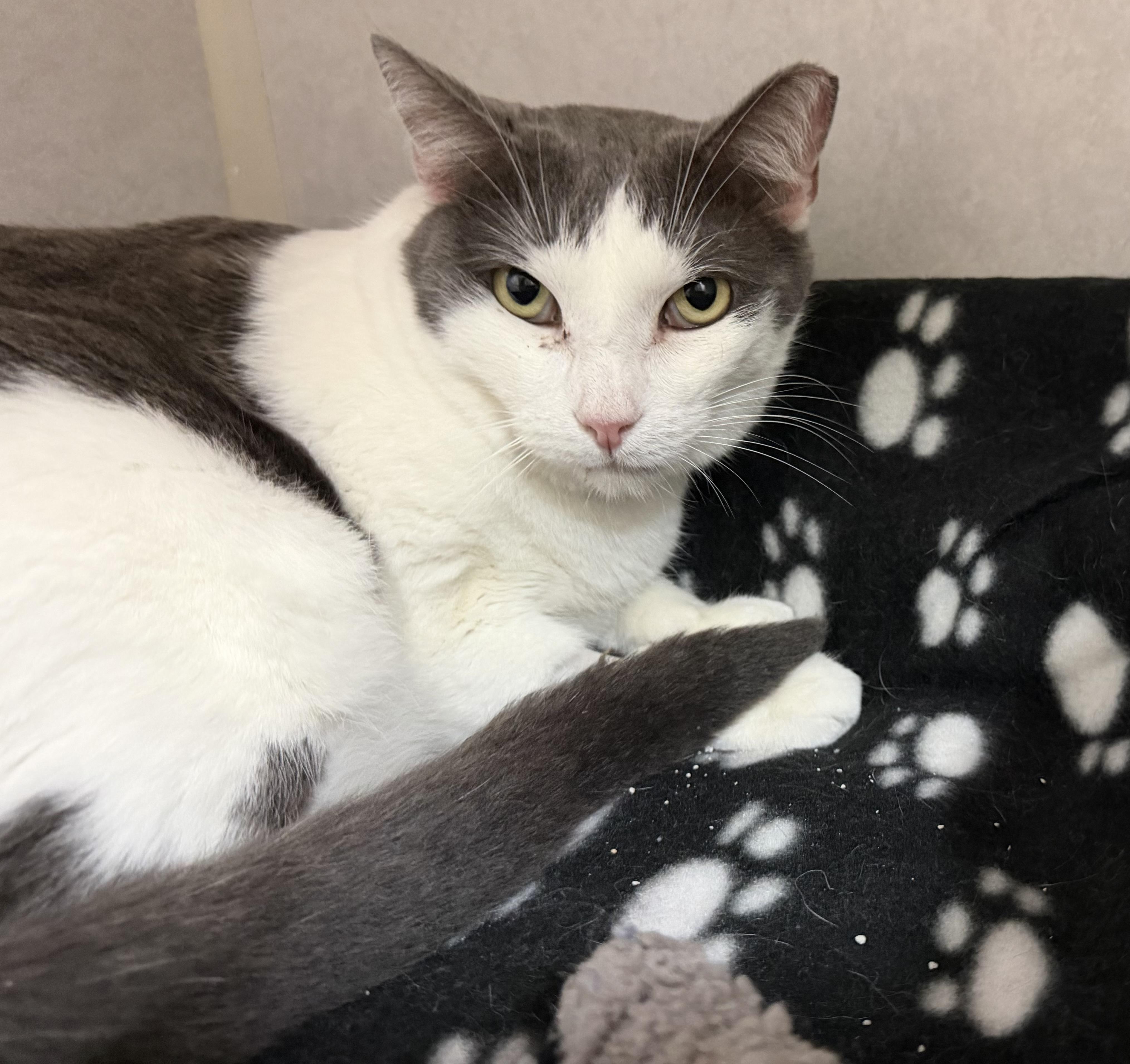 Sammy, adoptable, Adult Male Domestic Short Hair.