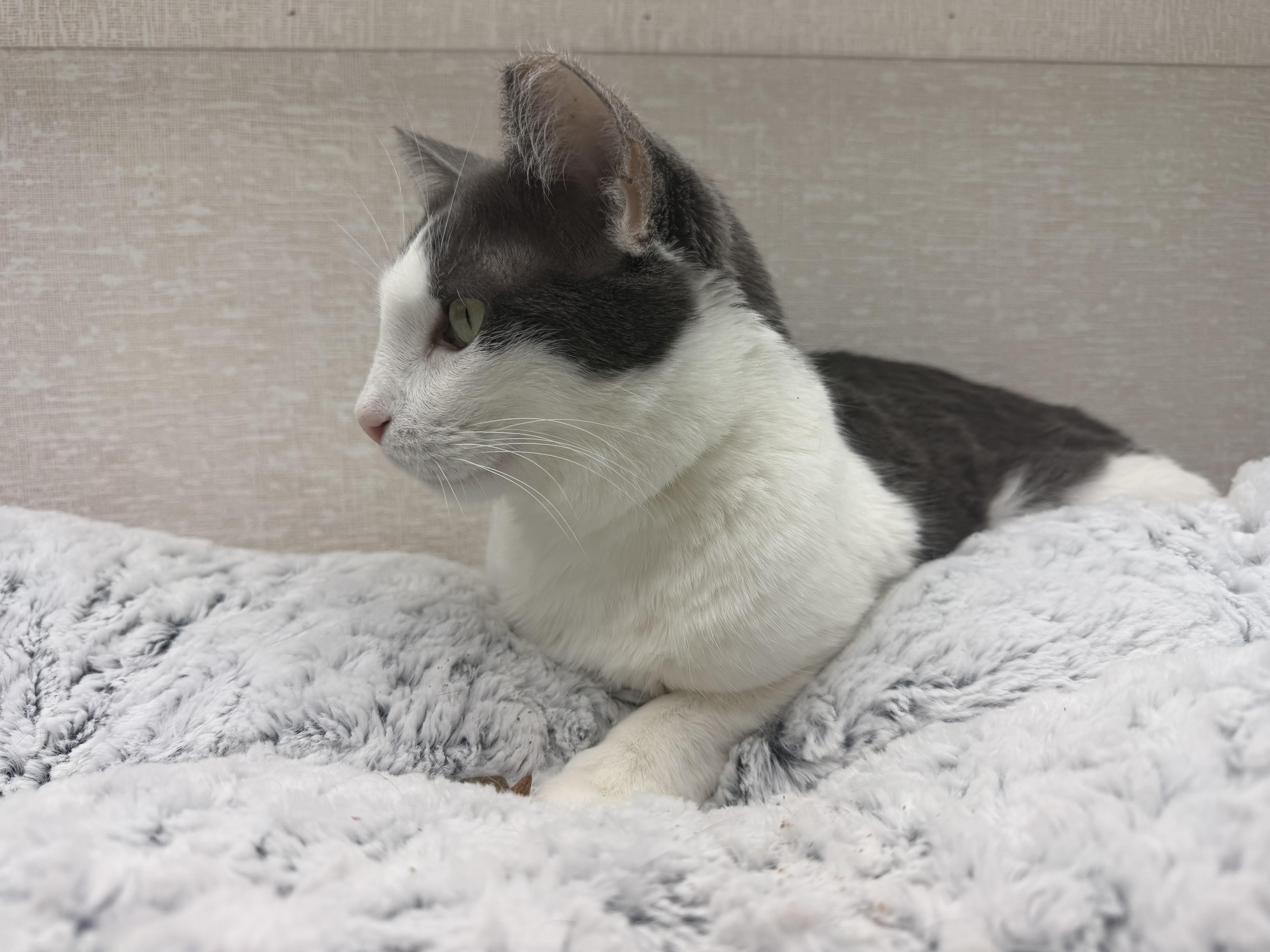 Enlarge Sammy, an adoptable mixed breed in Salem, NH image 4/4