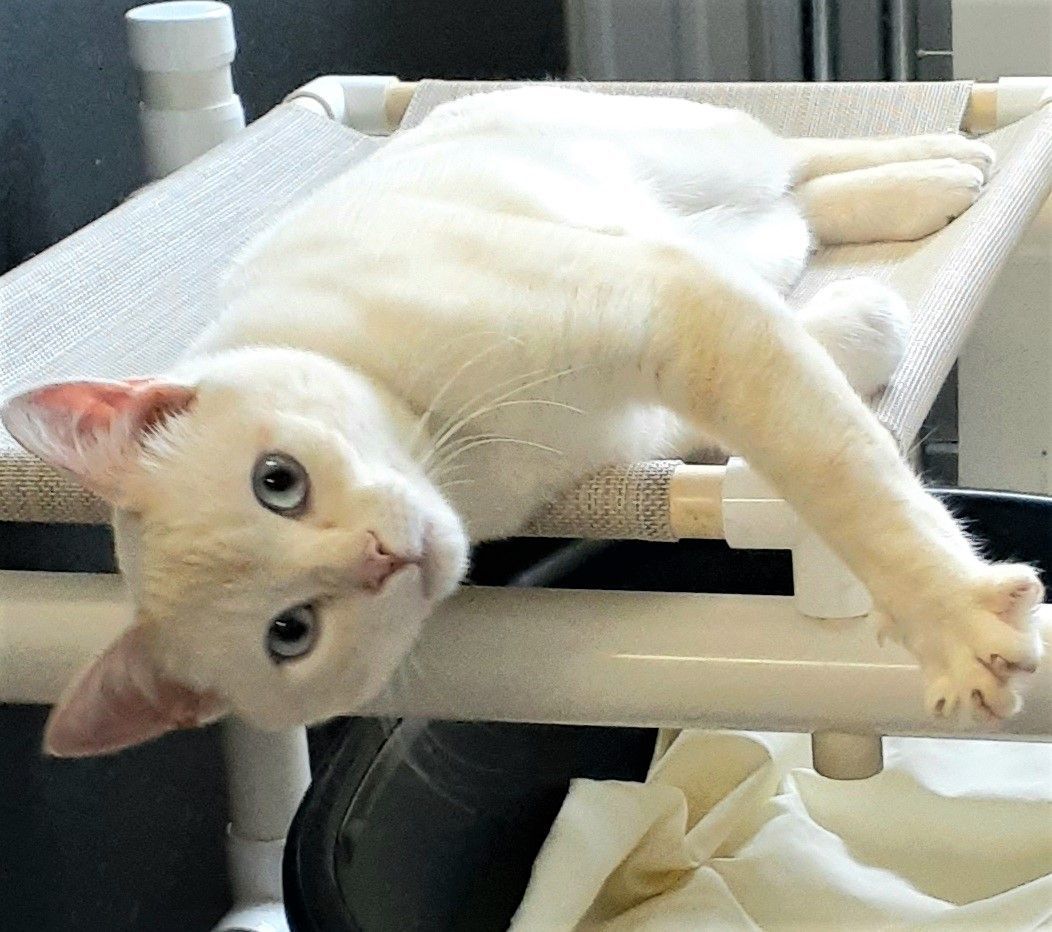 Simon - Mr. Friendly!, Adopted, Adult Male Siamese & Domestic Short Hair.