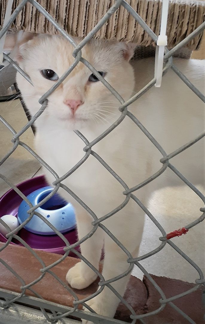 Enlarge Simon - Mr. Friendly!, a Adopted mixed breed in Shell Lake, WI image 3/12