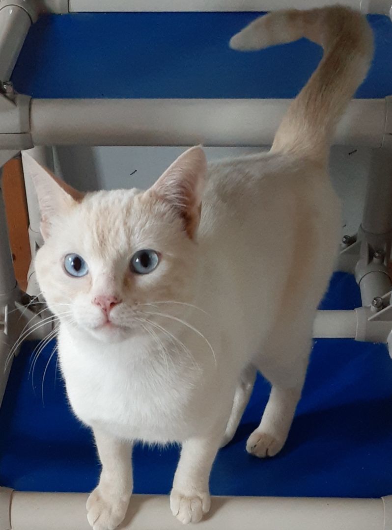 Enlarge Simon - Mr. Friendly!, a Adopted mixed breed in Shell Lake, WI image 4/12