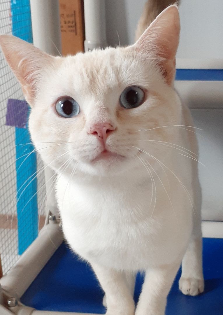 Enlarge Simon - Mr. Friendly!, a Adopted mixed breed in Shell Lake, WI image 5/12