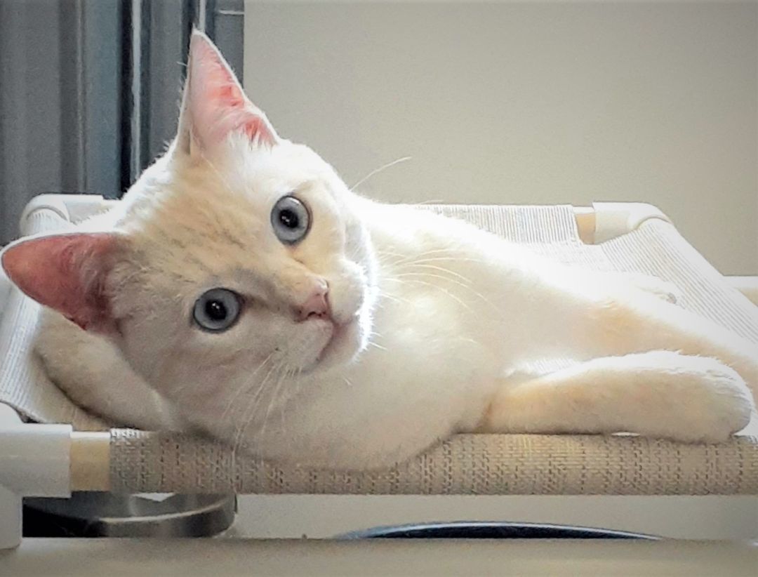 Enlarge Simon - Mr. Friendly!, a Adopted mixed breed in Shell Lake, WI image 6/12