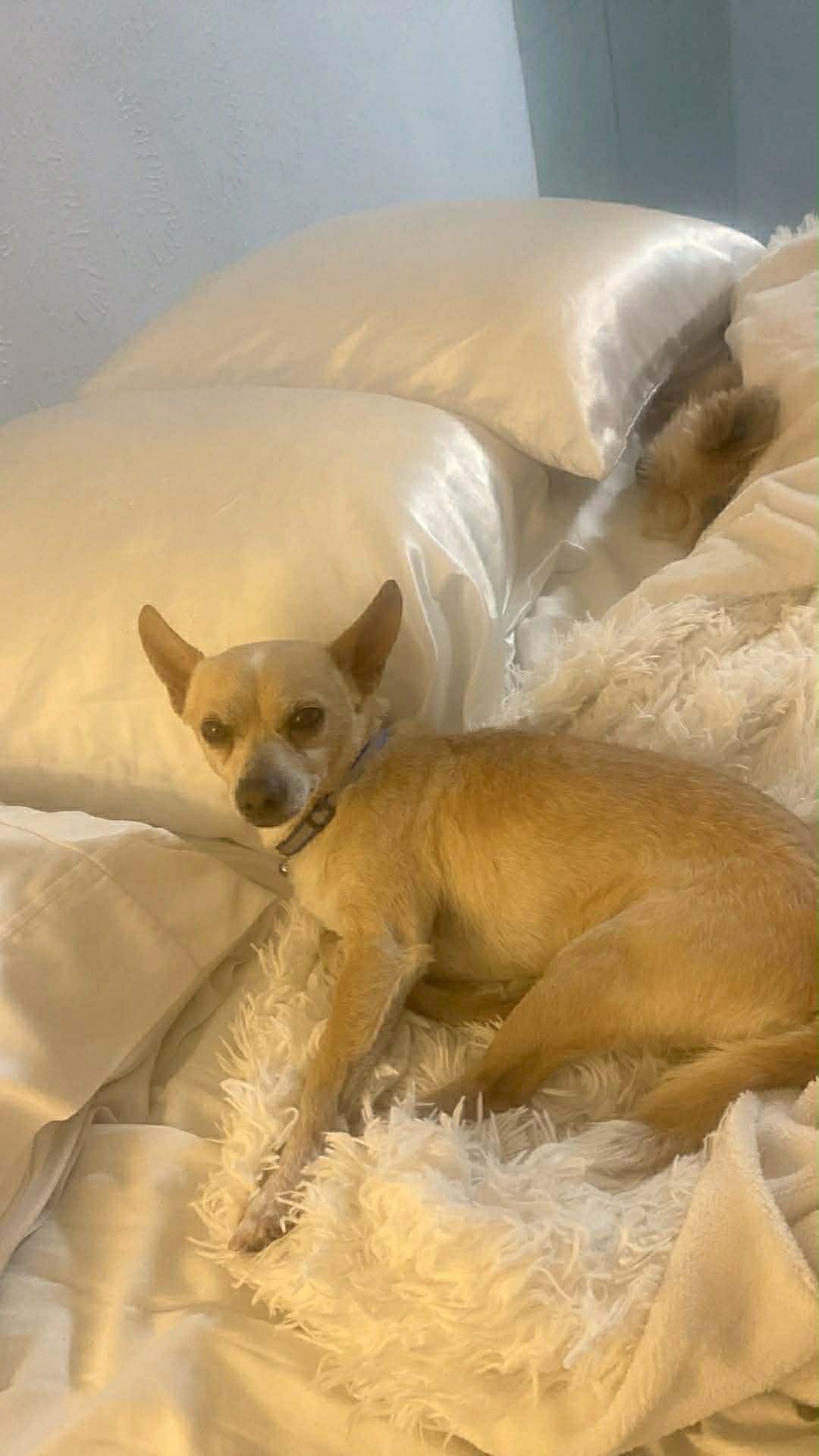 Enlarge Earl, a Adoptable Chihuahua in PITTSBURGH, PA image 1/3