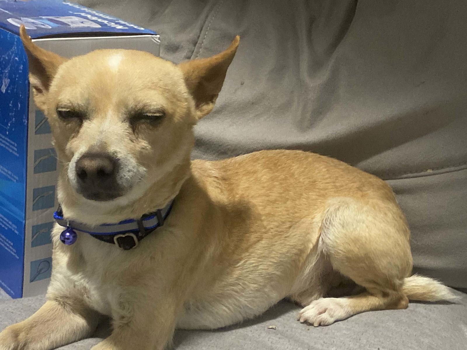 Enlarge Earl, a Adoptable Chihuahua in PITTSBURGH, PA image 2/3