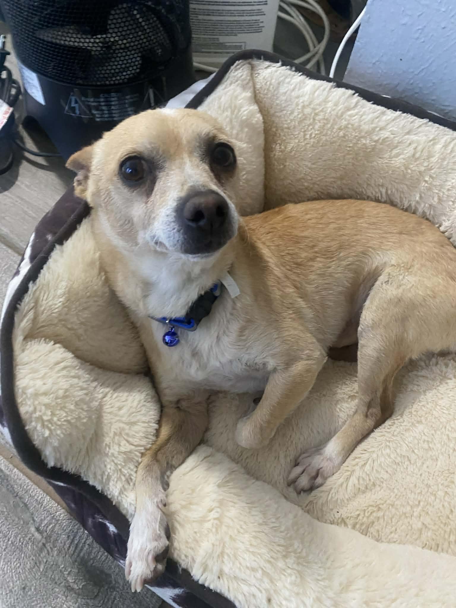 Enlarge Earl, a Adoptable Chihuahua in PITTSBURGH, PA image 3/3