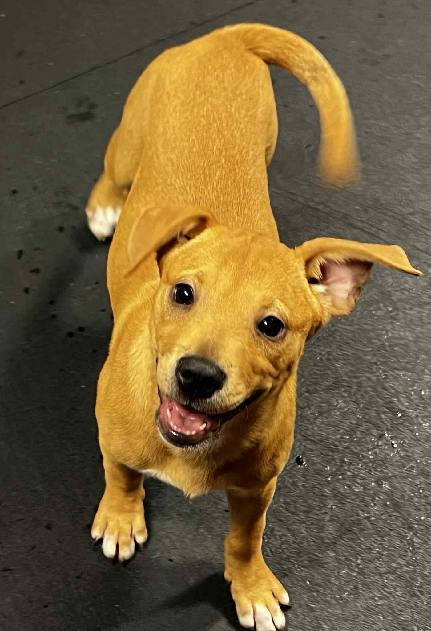 Enlarge Cinnamon, a Adoptable mixed breed in Harrington, DE image 1/4