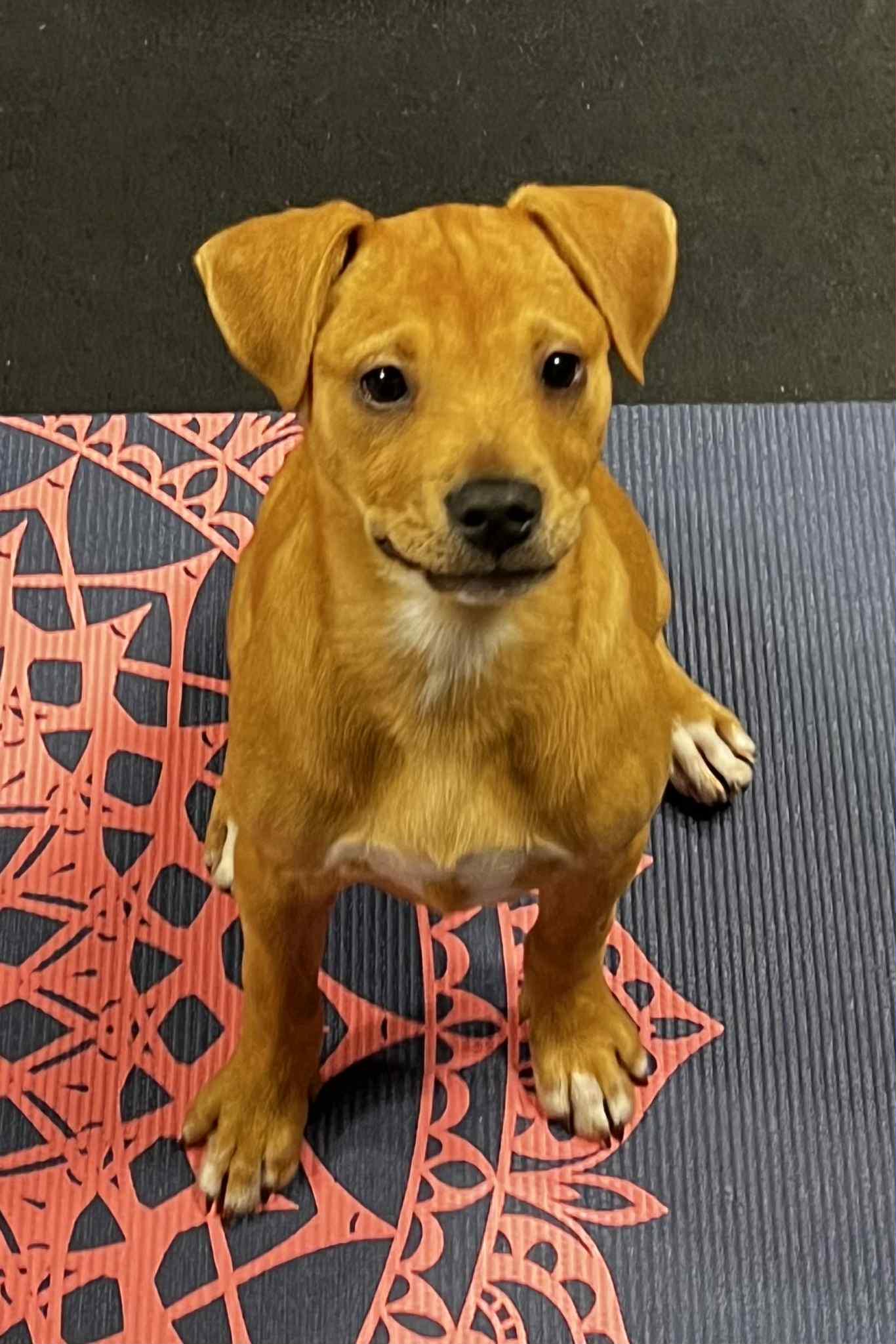 Enlarge Cinnamon, a Adoptable mixed breed in Harrington, DE image 2/4