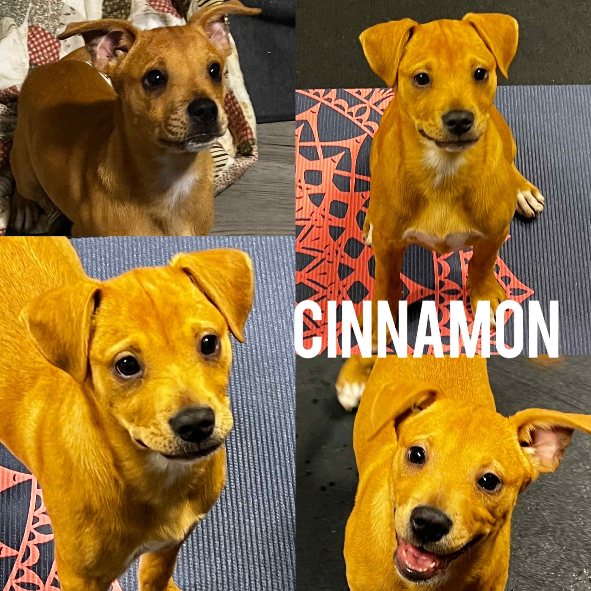 Enlarge Cinnamon, a Adoptable mixed breed in Harrington, DE image 3/4