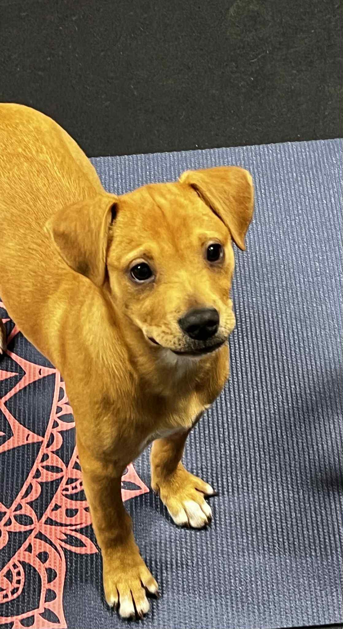 Enlarge Cinnamon, a Adoptable mixed breed in Harrington, DE image 4/4