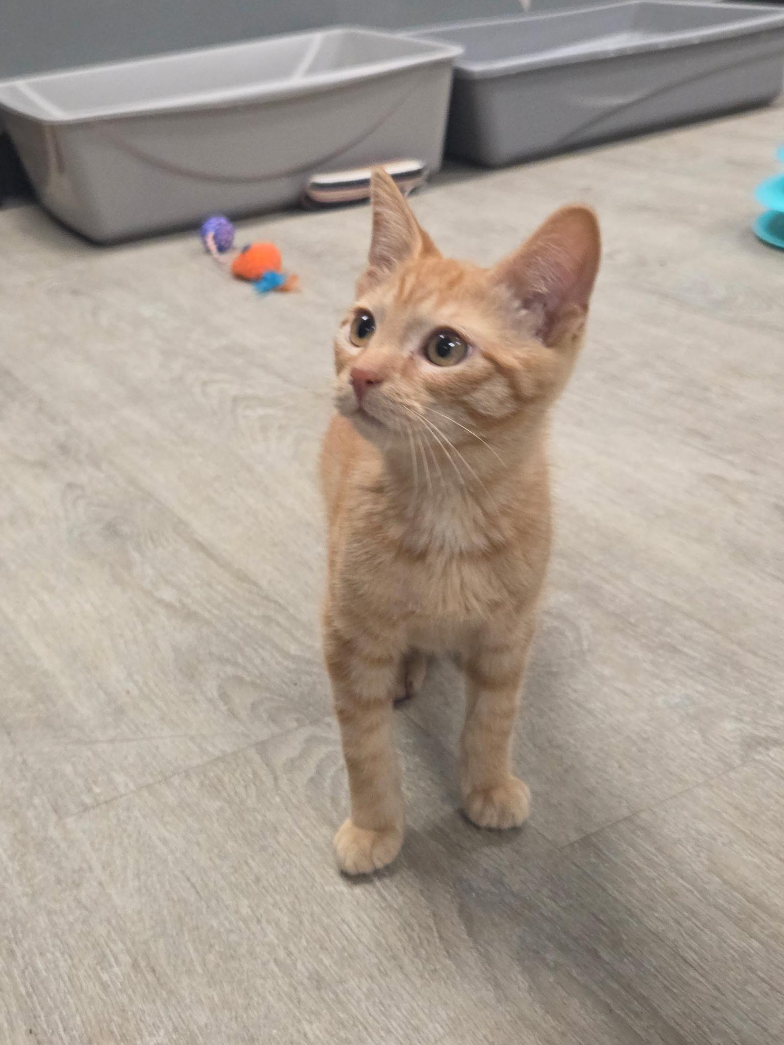 Cheddar (or Ched, for short), an adopted Domestic Short Hair in Hamburg, NY image 1/4