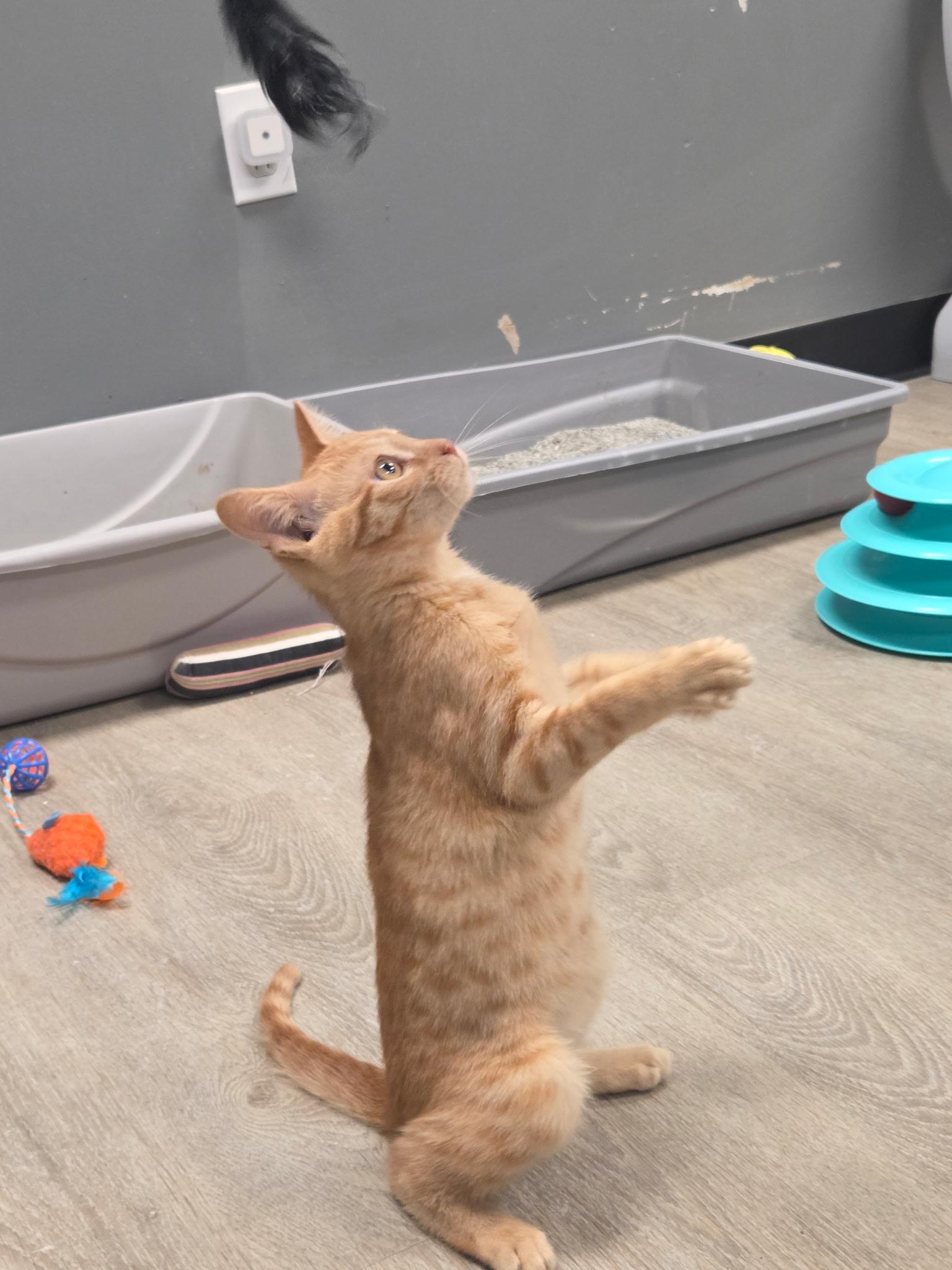 Cheddar (or Ched, for short), an adopted Domestic Short Hair in Hamburg, NY image 4/4