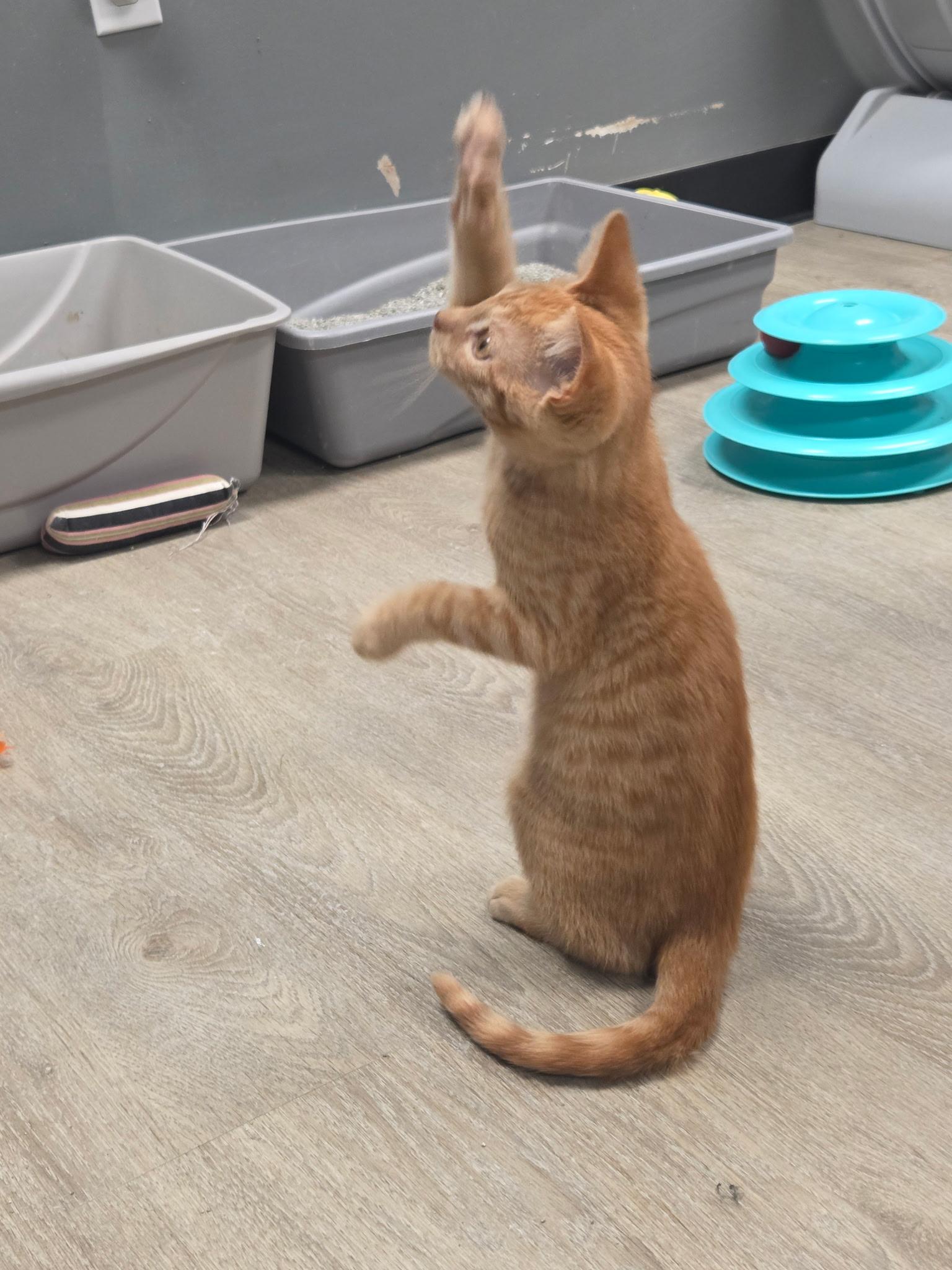 Cheddar (or Ched, for short), an adopted Domestic Short Hair in Hamburg, NY image 2/4