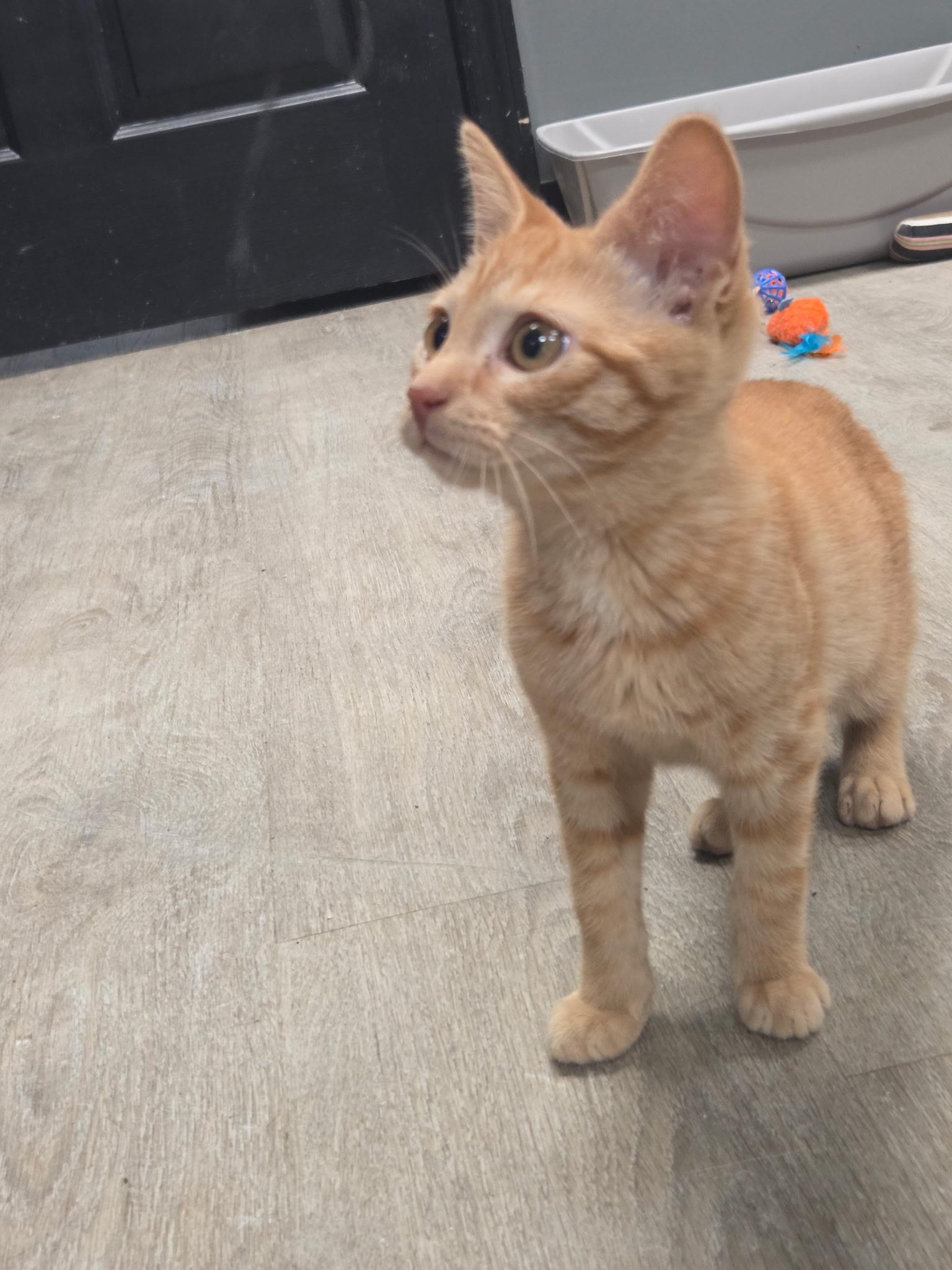 Cheddar (or Ched, for short), an adopted Domestic Short Hair in Hamburg, NY image 3/4