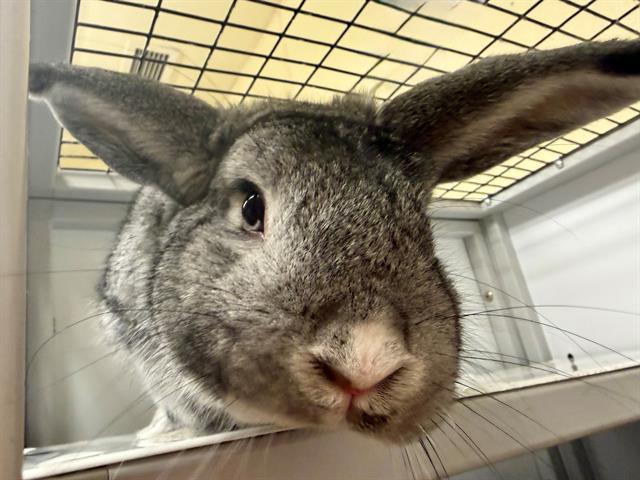 BAXTER, Adoptable, Young Male Chinchilla.