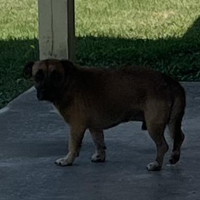 Lil Richard, a Adoptable mixed breed in Montgomery, AL image 1/2