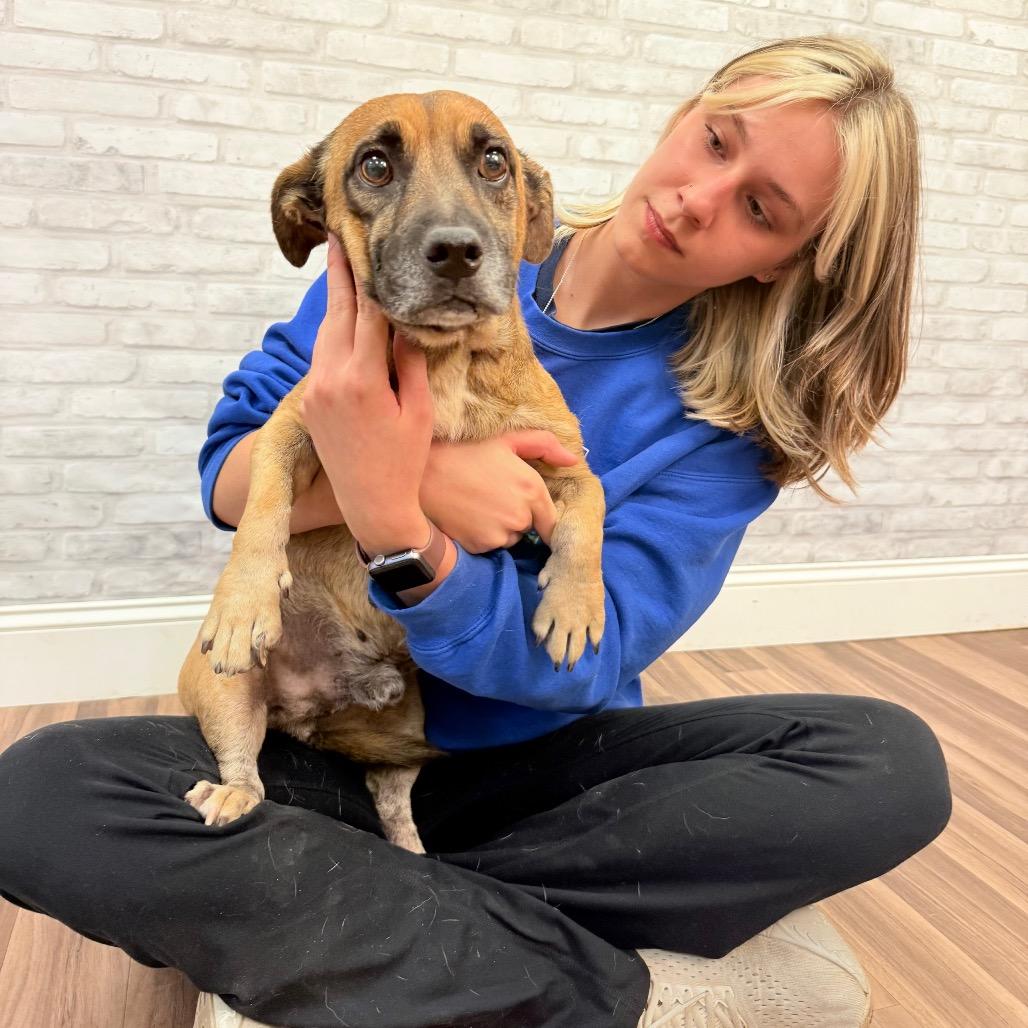 Lil Richard, a Adoptable mixed breed in Montgomery, AL image 2/2