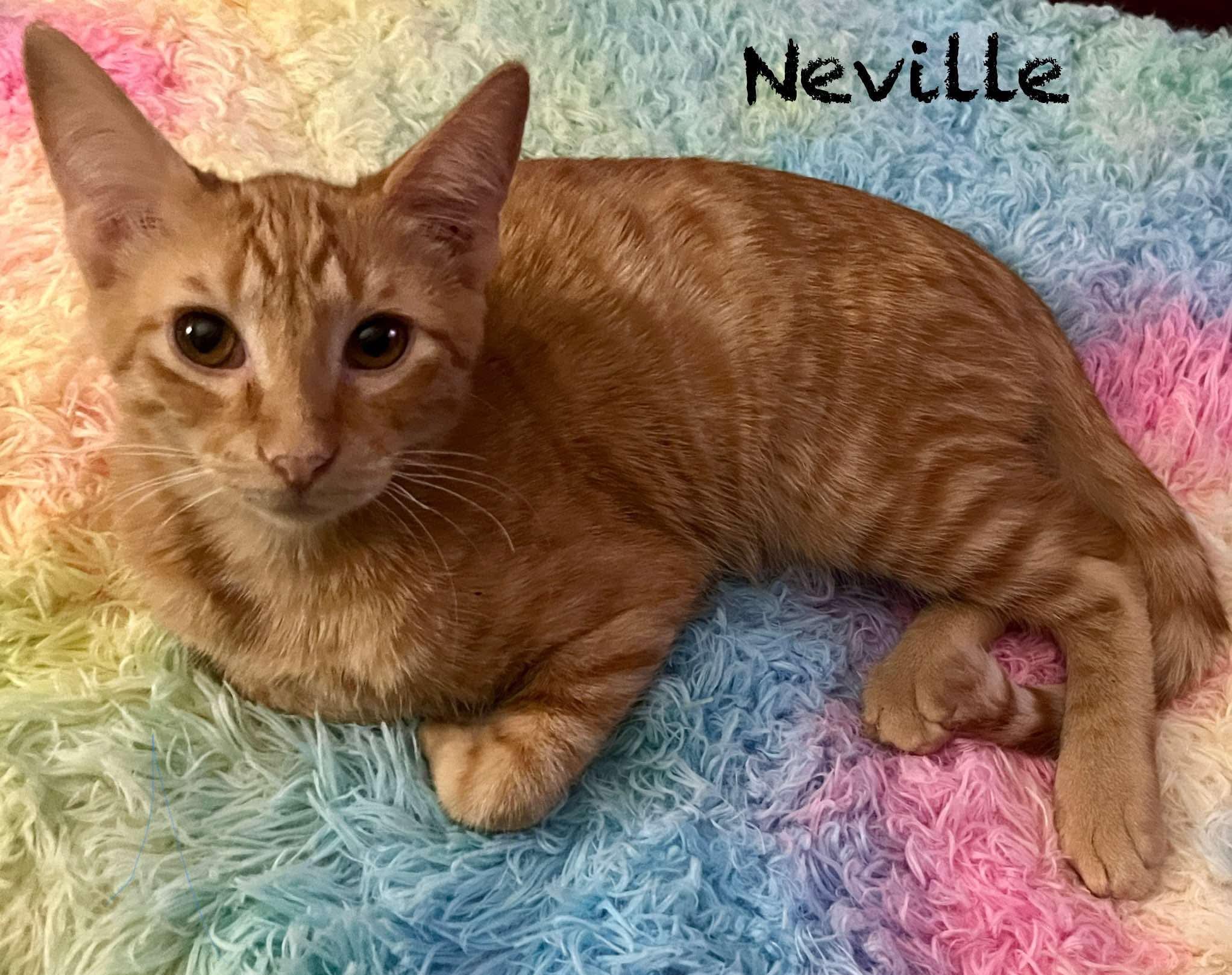 Neville