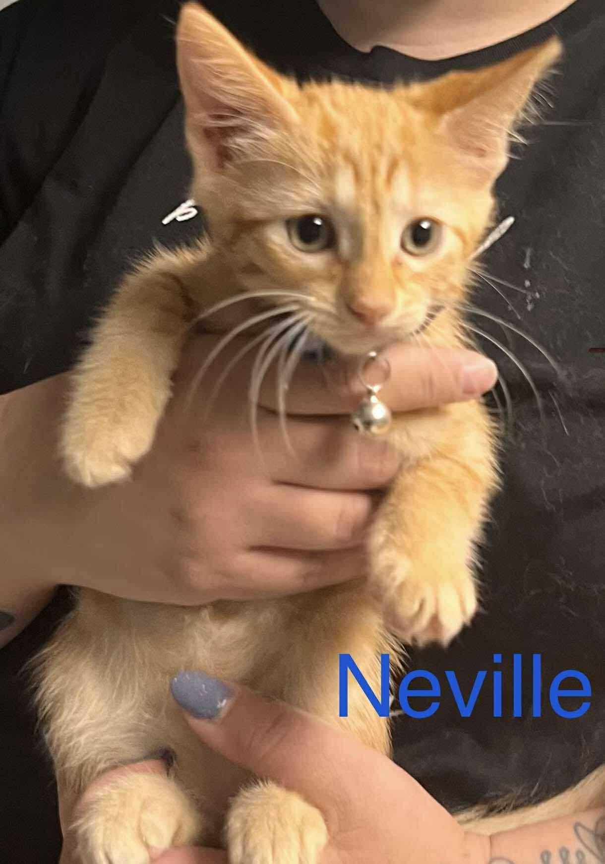 Neville