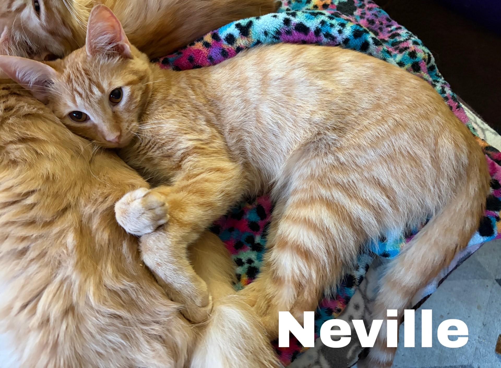 Enlarge Neville, a Adoptable Domestic Short Hair in Pekin, IL image 1/3