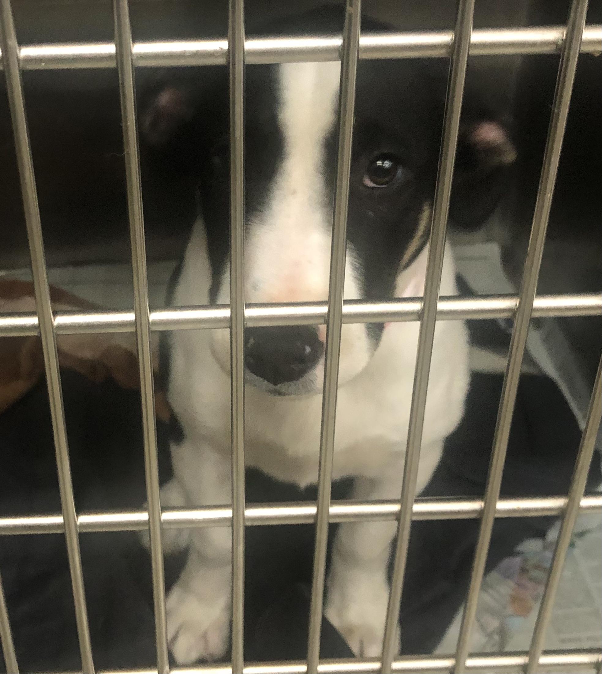 Aspen, Adoptable, Puppy Female Fox Terrier & Hound.