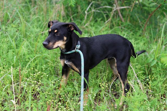 River, ADOPTABLE, Young Male Miniature Pinscher.
