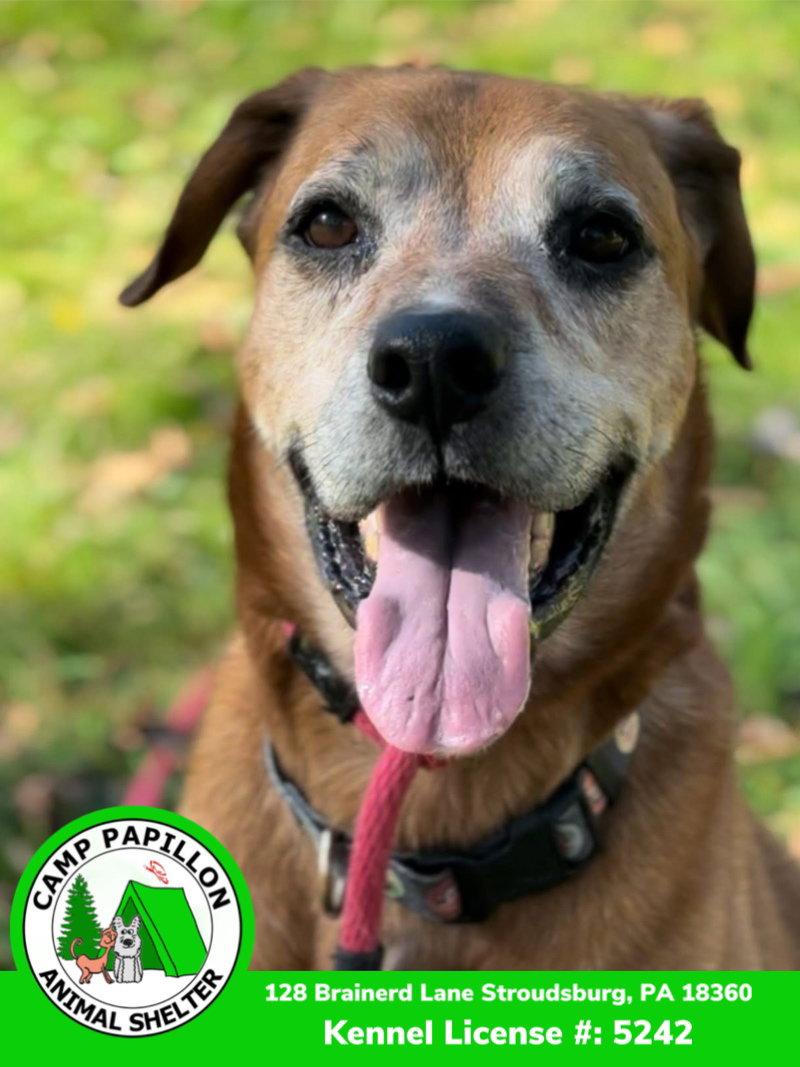 Enlarge Sonny, a Adoptable Hound in Stroudsburg, PA image 1/3