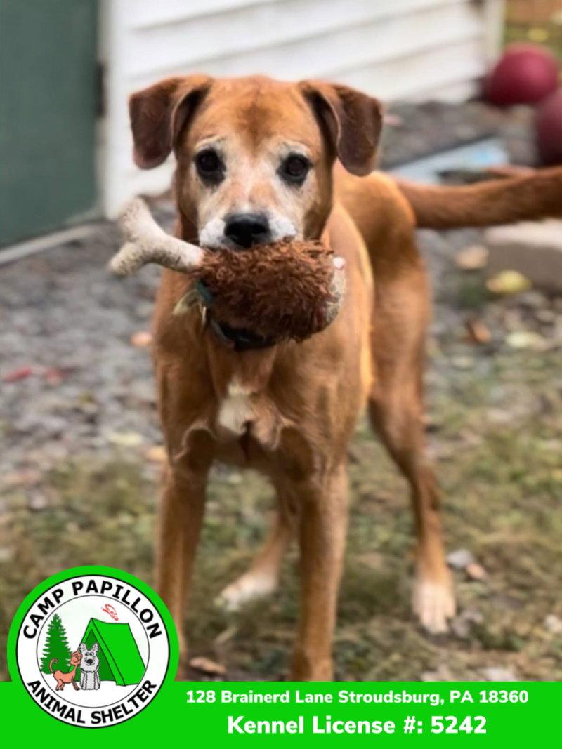 Enlarge Sonny, a Adoptable Hound in Stroudsburg, PA image 2/3