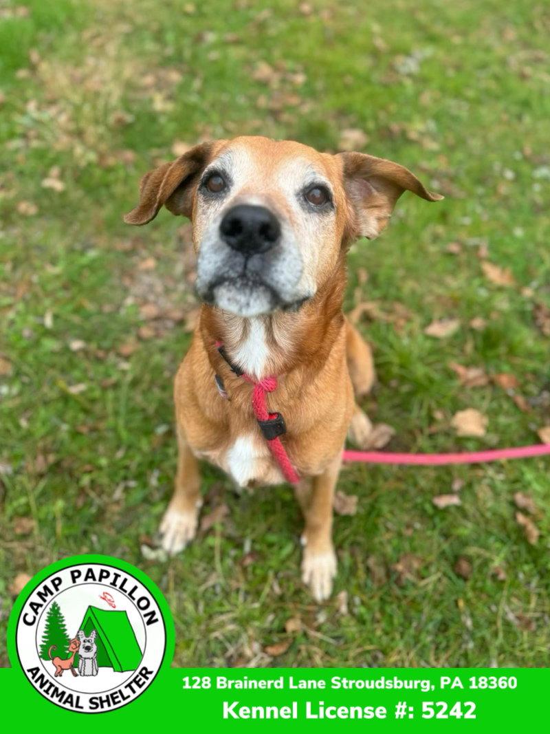 Enlarge Sonny, a Adoptable Hound in Stroudsburg, PA image 3/3