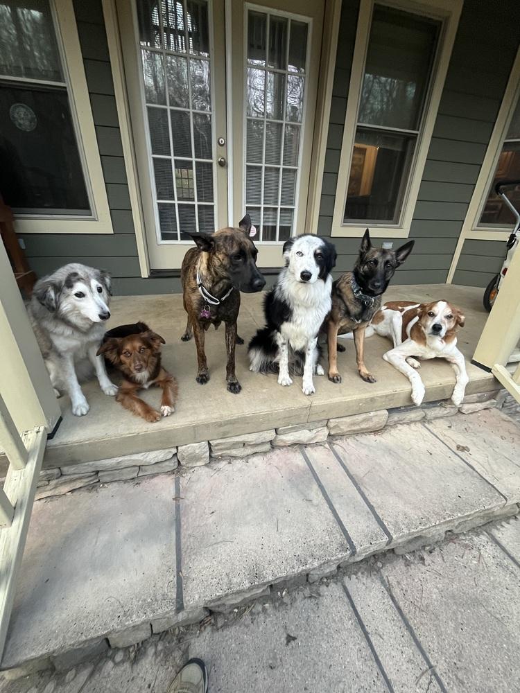 BookTok Fantasy Litter - Momma Feyre - Located in NC