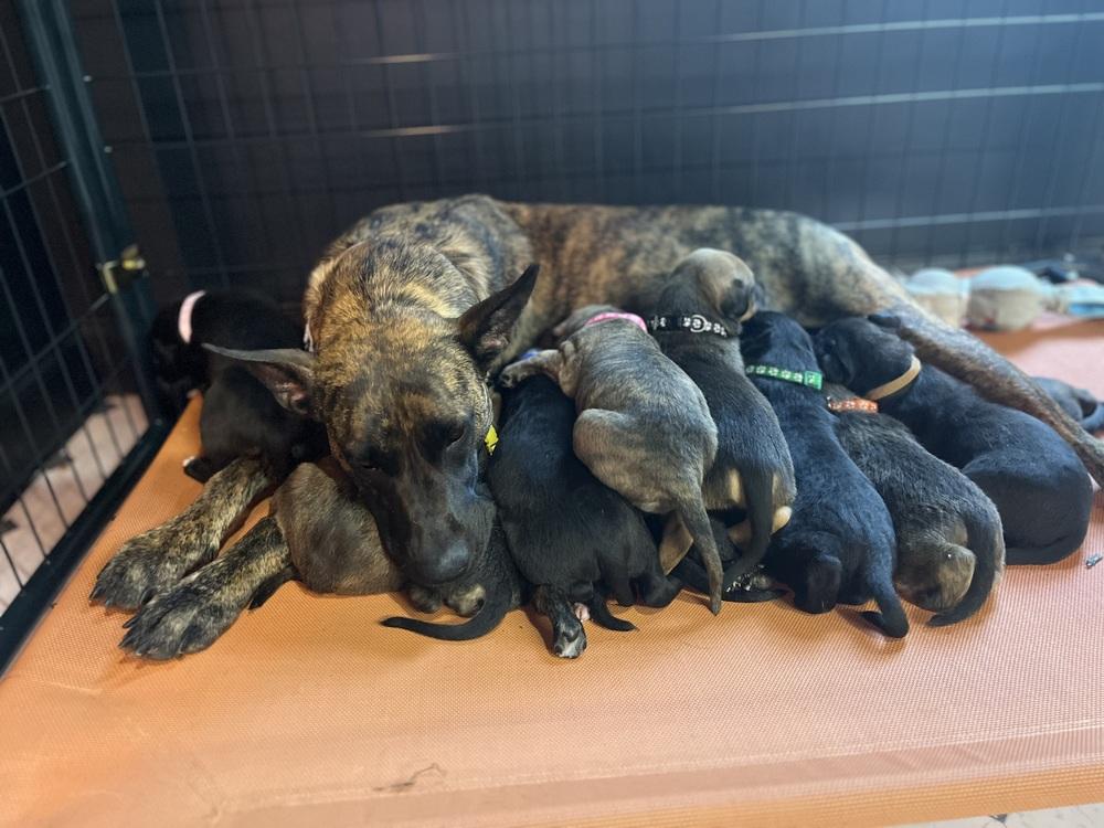 BookTok Fantasy Litter - Momma Feyre - Located in NC — thumbnail 4