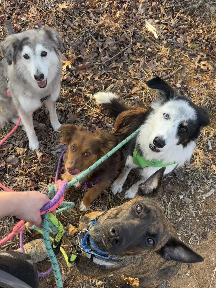 BookTok Fantasy Litter - Momma Feyre - Located in NC — thumbnail 5