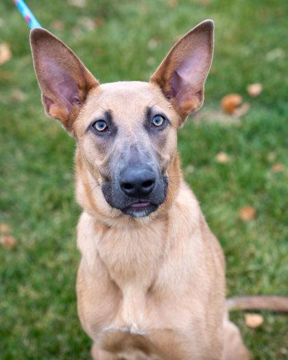 Enlarge Audrick, a Adoptable mixed breed in Pequot Lakes, MN image 1/3