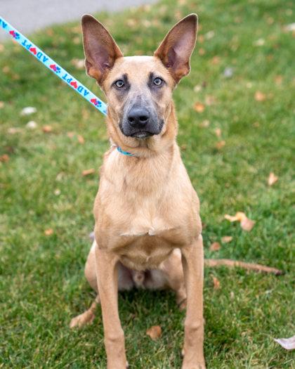 Enlarge Audrick, a Adoptable mixed breed in Pequot Lakes, MN image 2/3