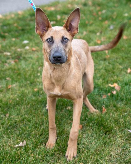 Enlarge Audrick, a Adoptable mixed breed in Pequot Lakes, MN image 3/3
