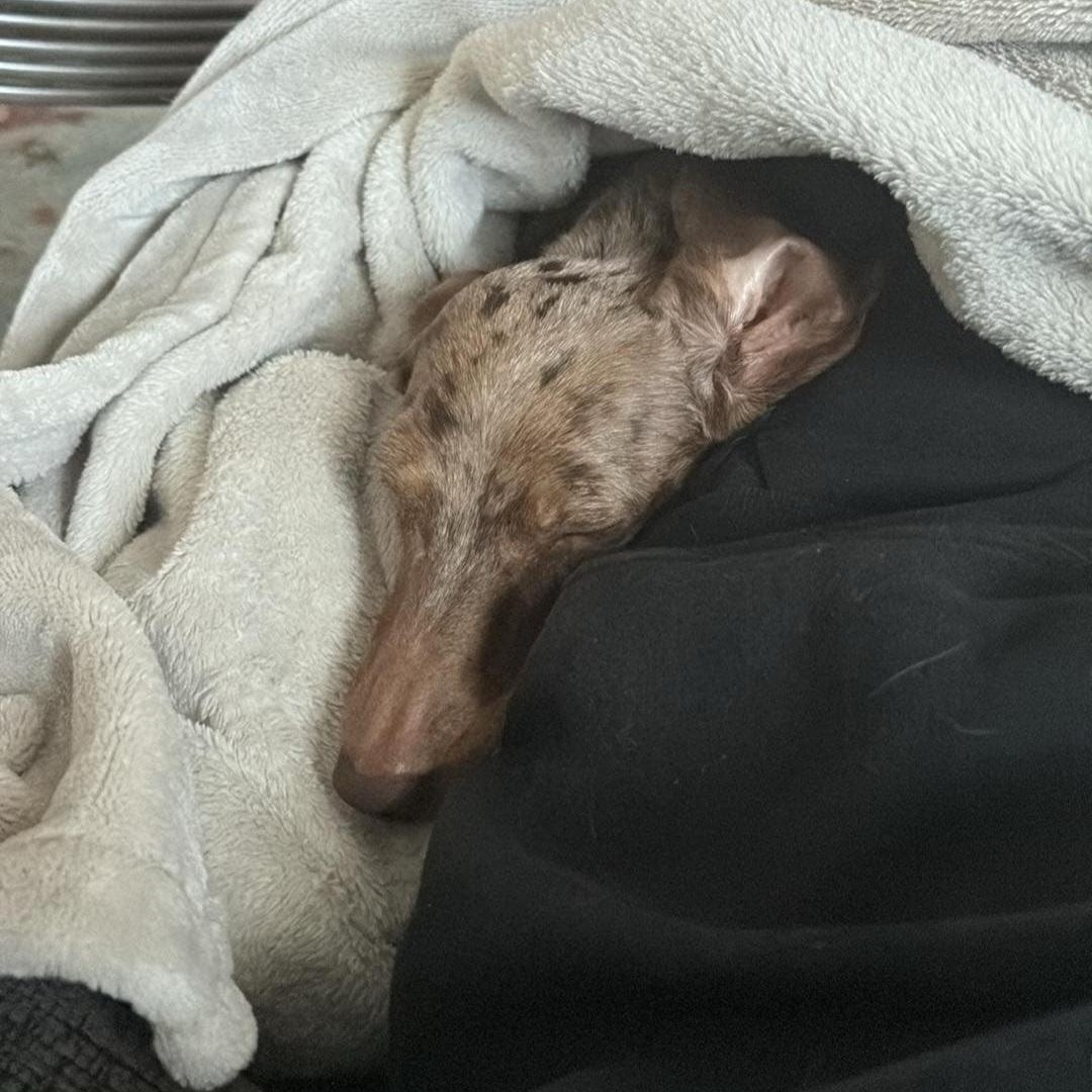 Maewyn--Adoption Pending, a Adoptable Dachshund in Omaha, NE image 2/3