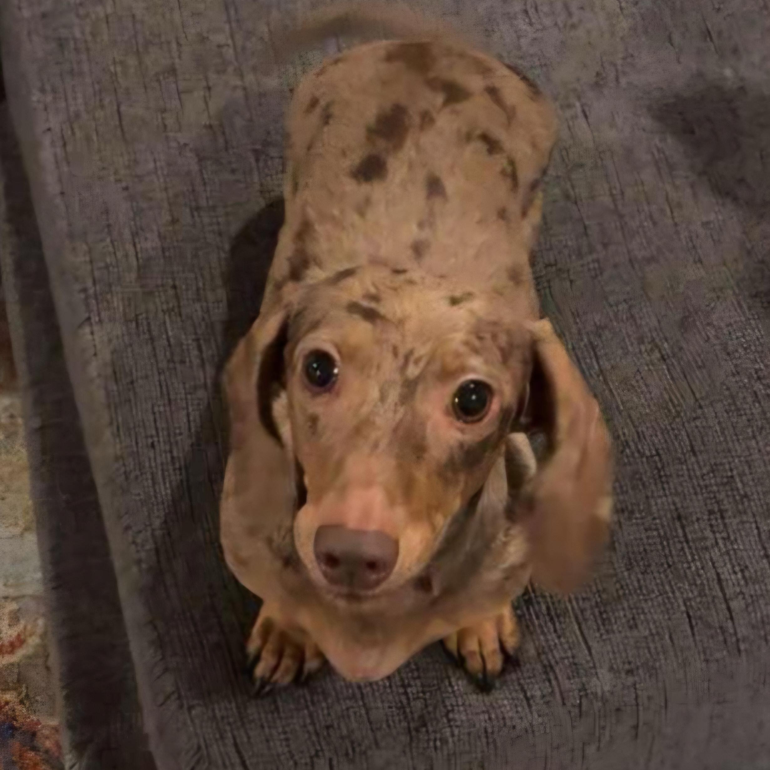 Maewyn--Adoption Pending, Adoptable, Adult Female Dachshund.